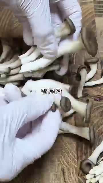 재료와 손질 포인트