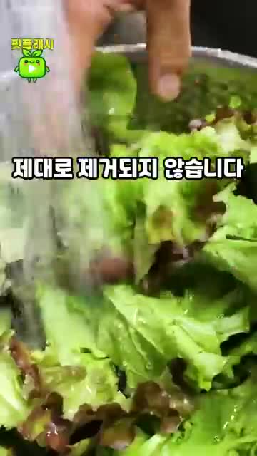 핵심 원칙 식초물 보조·짧게 담그기·한 잎씩 세척