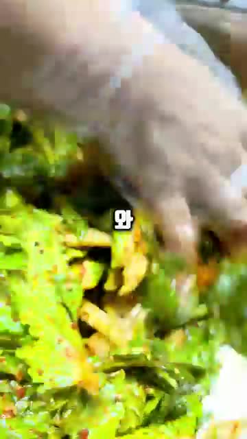 봄동비빔밥 완성 및 맛 평가