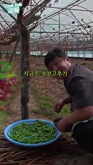 청양고추의 매운맛과 장점