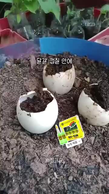 흙 채우기와 씨앗 심기(껍데기당 씨 2~3개 권장)