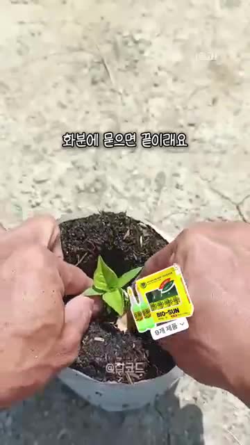 발아 후 관리 햇빛 배치와 분무기 물주기