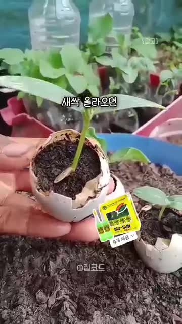 새싹 옮겨심기 껍데기째 으깨서 큰 화분에 심기
