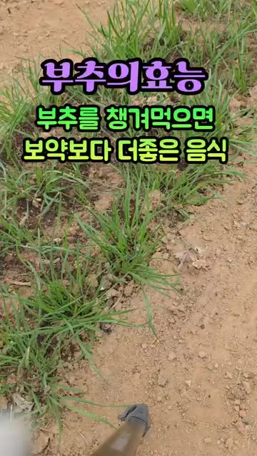 부추가 혈관 건강에 좋은 이유 — 알리신으로 50대 이후 꼭 챙겨야 할 식품